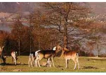 (c) Wildpark Rolandseck in Remagen (c) Wildpark Rolandseck in Remagen