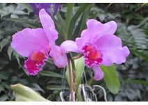 Botanischer Garten Rostock