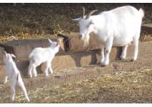 Tierbeobachtungen im Tierpark (c) Tierpark Sababurg Tierbeobachtungen im Tierpark (c) Tierpark Sababurg