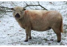 (c) Wildwald Vosswinkel