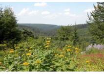Spaziergang durch den Botanischen Garten (c) Botanischer Garten Schellerhau