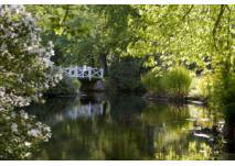 Brücke im Schlosspark Lütetsburg (c) Gräflich Knyphausenschen Rentamt Brücke über das Wasser im Schlosspark Lütetsburg