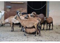 Ziegen - Schwarzwaldzoo Waldkirch (c) alex grom