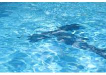 Blick ins Wasser