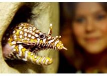 Drachenmuräne (c) SEA LIFE Hannover Drachenmuräne im SEA LIFE Hannover