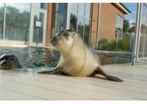 Seehunde in der Seehundstation Norddeich