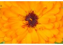 Calendula in Orange