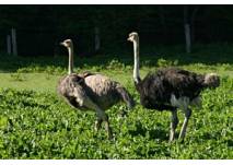 (c) Nordmann`s Wildpark Stangerode Nordmann`s Wildpark Stangerode