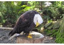 Greifvogelpark Steinen (c) alex grom