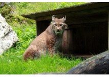 (c) Steinwasen Park - Wildpark