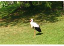 Storch auf einer Wiese