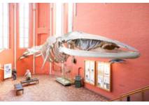 Obwohl von Stahlseilen gehalten, scheint das 15-m-Finnwal-Skelett im ehemaligen Kirchenchor über den Besuchern zu schweben, © Deutsches Meeresmuseum Stralsund Foto: Johannes-Maria Schlorke Deutsches Meeresmuseum in Stralsund