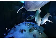© Ozeaneum Stralsund, Foto: Johannes-Maria Schlorke, 2008 © Ozeaneum Stralsund, Foto: Johannes-Maria Schlorke, 2008