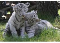 (c) Safaripark Stukenbrock Weißer Tiger im Safaripark Stukenbrock