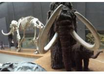 Mammut (c) SMNS, U.Stübler