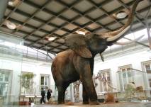 Naturkundemuseum in Schloss Rosenstein (c) SMNS, R.Harling