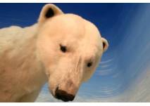 Eisbär in Naturkundemuseum Schloss Rosenstein (c) SMNS, J. Gritzka