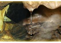 (c) Drachenhöhle Syrau Zu Besuch in der Drachenhöhle Syrau