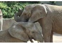 Kindergeburtstag im Tierpark (c) Thüringer Zoopark Erfurt Kindergeburtstag im Tierpark (c) Thüringer Zoopark Erfurt