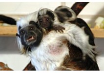 Tierbeobachtungen im Zoo (c) Thüringer Zoopark Erfurt Tierbeobachtungen im Zoo (c) Thüringer Zoopark Erfurt
