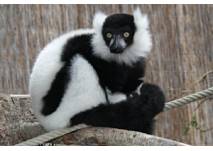 "Zoo der Minis" in Aue