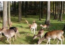 Tiergehege am Pöhlberg in Annaberg-Buchholz