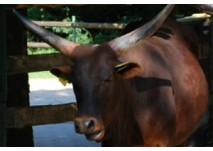 Tierpark Niederfischbach