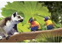 Gebirgslori im Tierpark Hagenbeck