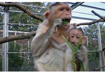 Hutaffen (c) Tierpark Krüzen Hutaffen im Tierpark Krüzen