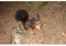 Tierpark Oberwald (c) alex grom