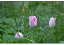 rosa Tulpen im Grünen