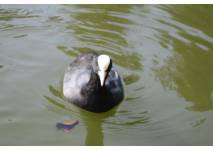 (c) alex grom Plesshuhn schwimmt im Wasser