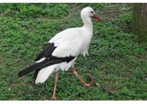 Vogelpark Olching