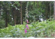 Fingerhut und Farn im Wald