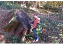 Waldlehrpfad Oberkirch (c) alex grom Waldlehrpfad Oberkirch (c) alex grom