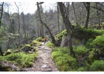 (c) alex grom Rennen auf dem Waldweg