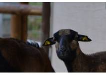 Wildpark Weiskirchen-Rappweiler (c) alex grom Wildpark Weiskirchen-Rappweiler (c) alex grom