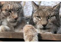 Luchse im Heimatnaturgaten (c) Heimatnaturgarten Weißenfels