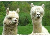 (c) Wild- und Freizeitpark Westerwald Zu Besuch im Wild- und Freizeitpark Westerwald