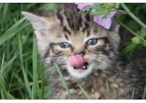 Tierbeobachtungen im Widlfreigehege (c) Wildfreigehege Wildenburg Kempfeld Tierbeobachtungen im Widlfreigehege (c) Wildfreigehege Wildenburg Kempfeld