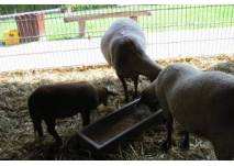 Das Wildgehege mit Streichelzoo Hohenstein in Witten