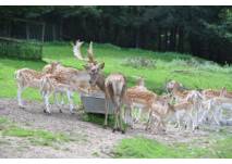Wildpark (c) Gemeinde Haibach Rotwild an der Heuraufe