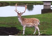 (c) Jürgen Eggenberger Wildpark Dülmen
