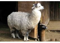 Wildpark Frankenhof, copyright: Diana Wildpark Frankenhof