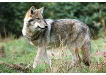 Wildpark Schorfheide