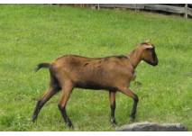Wildpark Schwarzach (c) alex grom Wildpark Schwarzach (c) alex grom