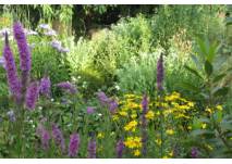 Pflanzen mit lila und gelben Blüten