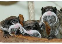 (c) Wilhelma Zoologisch-Botanischer Garten Stuttgart
