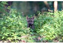 Wolfswelpe im Grünen