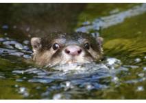 Zwergotter, © Tierpark Wolgast Tierpark in Wolgast